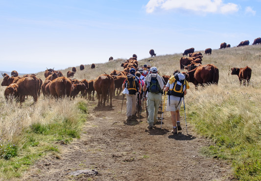 Randonnée pédestre sur le plateau de l’Aubrac 