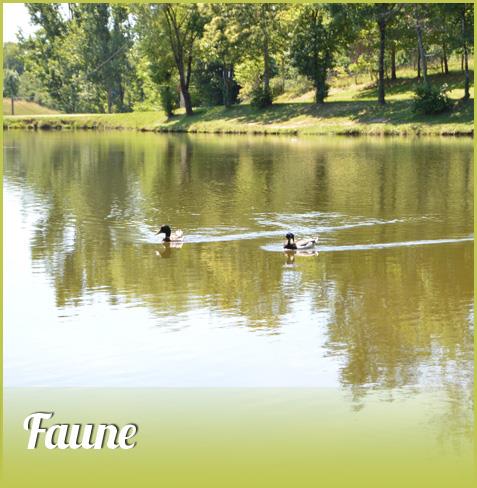 Vue de la faune autour du camping nature le Bosquet